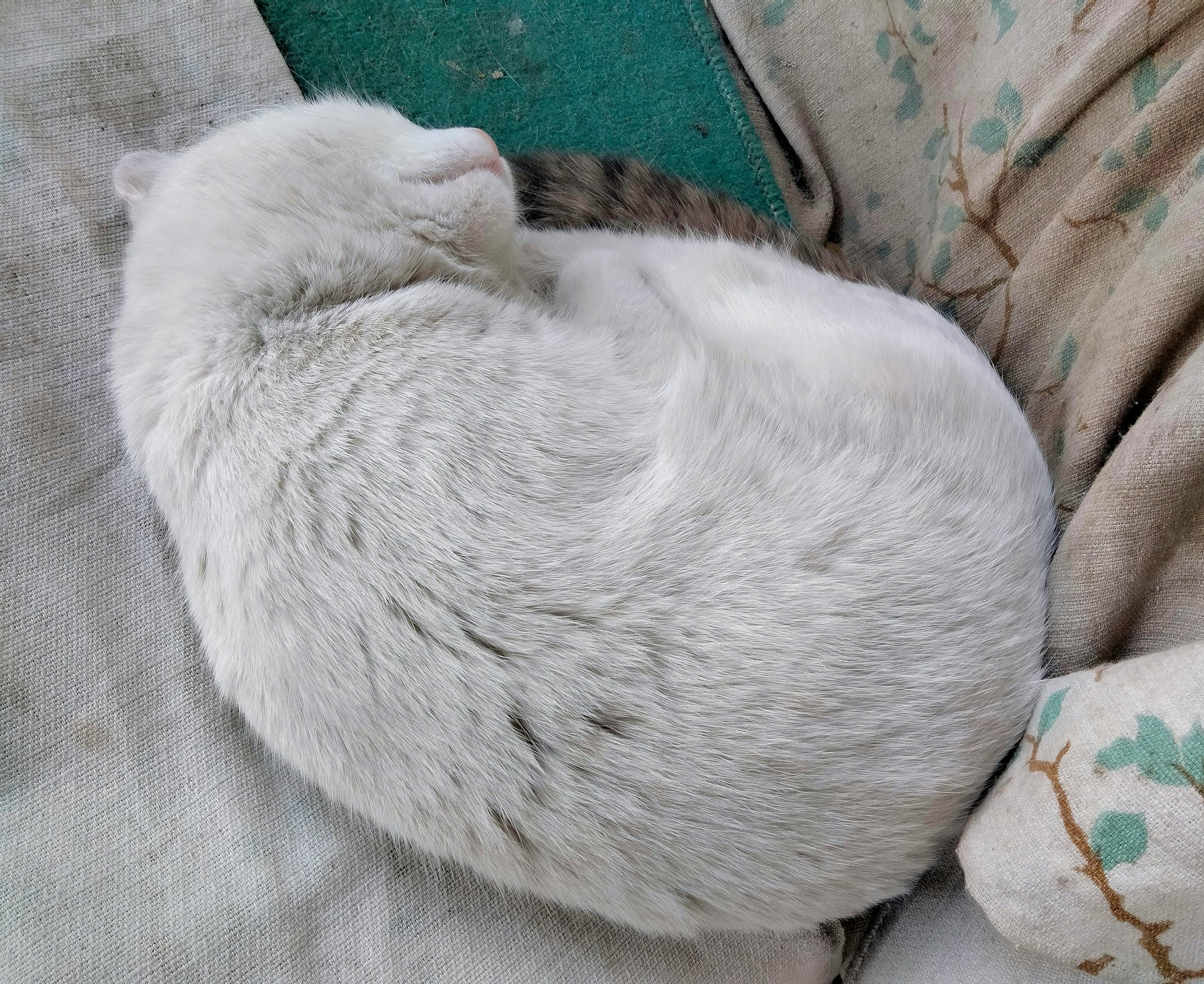 Comparison table highlighting top insomnia hypnosis apps' key features